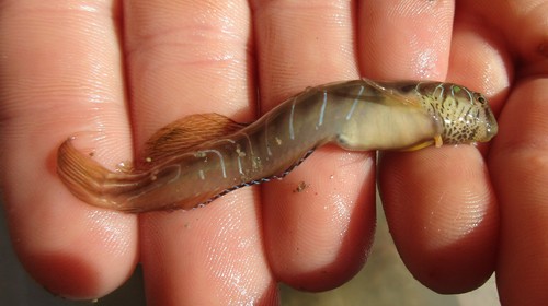 Roundhead blenny (Omobranchus rotundiceps) — Blenniidae — 2