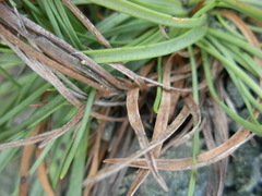 Plantago maritima serpentina