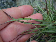 Plantago maritima serpentina