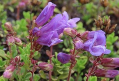 Penstemon davidsonii davidsonii