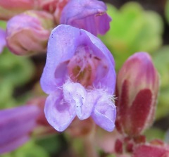 Penstemon davidsonii davidsonii