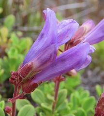Penstemon davidsonii davidsonii