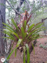 Werauhia
