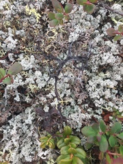 Masonhalea richardsonii