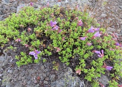 Penstemon davidsonii davidsonii