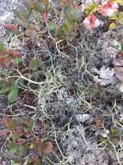 Alectoria ochroleuca