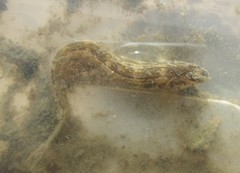 Omobranchus rotundiceps