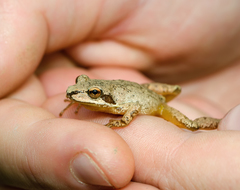 Pseudacris brachyphona