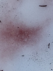 Chlamydomonas nivalis