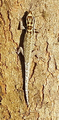 Lygodactylus mombasicus