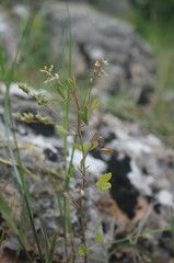 Melilotus neapolitanus