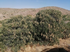 Dermatophyllum arizonicum