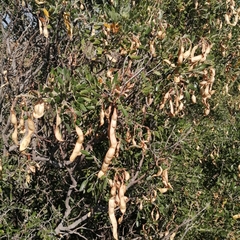 Dermatophyllum arizonicum