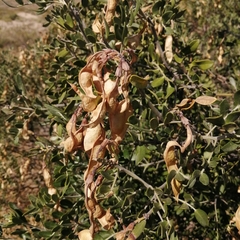 Dermatophyllum arizonicum