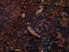 Zootermopsis nevadensis