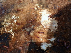 Zootermopsis nevadensis