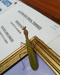 Sphodromantis rubrostigma