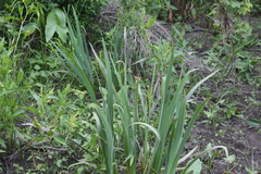 Iris virginica