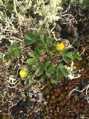 Potentilla hyparctica