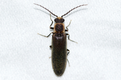Denticollis denticornis