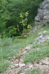 Melilotus neapolitanus