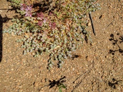 Euphorbia polycarpa polycarpa