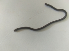 Indotyphlops braminus