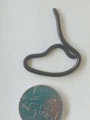 Indotyphlops braminus