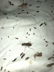 Ellipsoptera cuprascens