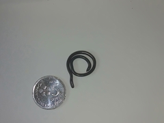 Indotyphlops braminus