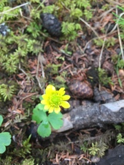 Ranunculus lapponicus