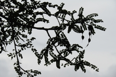 Sophora cassioides