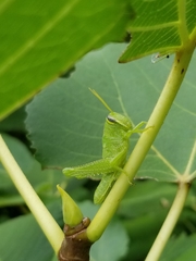Schistocerca obscura