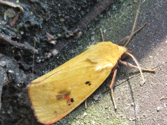 Rhyparioides subvaius