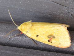 Rhyparioides subvaius