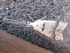 Deltoplastis apostatis