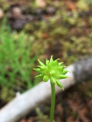 Ranunculus lapponicus