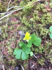 Ranunculus lapponicus