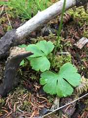 Ranunculus lapponicus