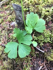 Ranunculus lapponicus