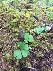 Ranunculus lapponicus