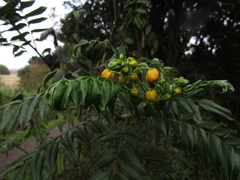 Senna stipulacea