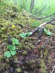 Ranunculus lapponicus