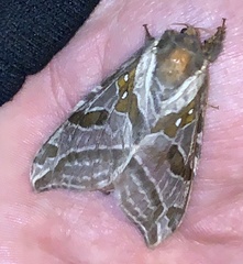 Sthenopis argenteomaculatus