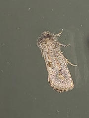 Acrolophus arcanella