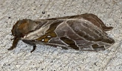 Sthenopis argenteomaculatus