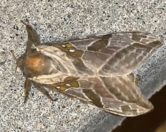 Sthenopis argenteomaculatus