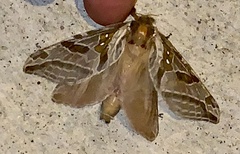 Sthenopis argenteomaculatus