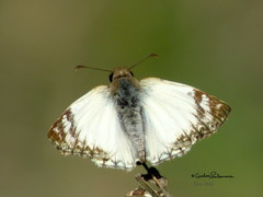 Heliopetes laviana
