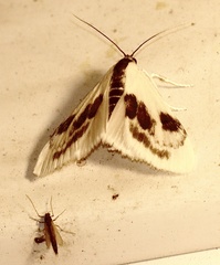 Cliniodes ostreonalis
